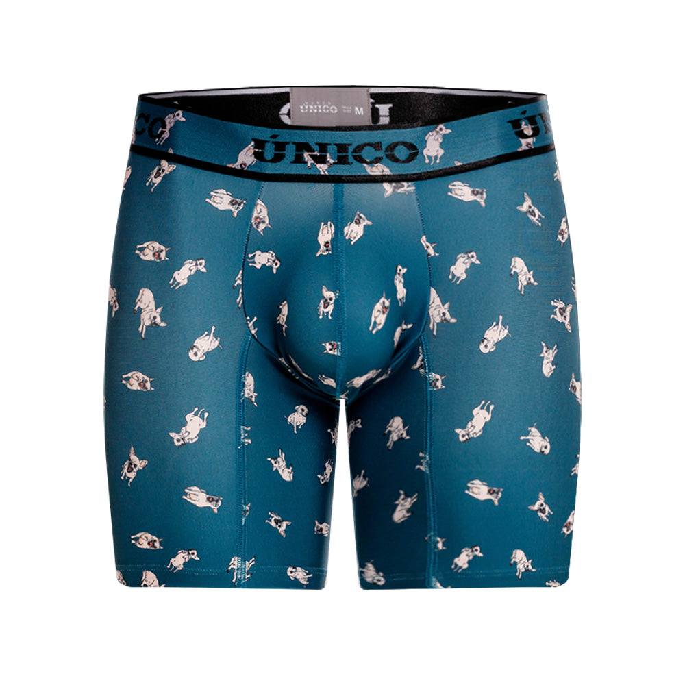 Boxer Unico Chihuahua