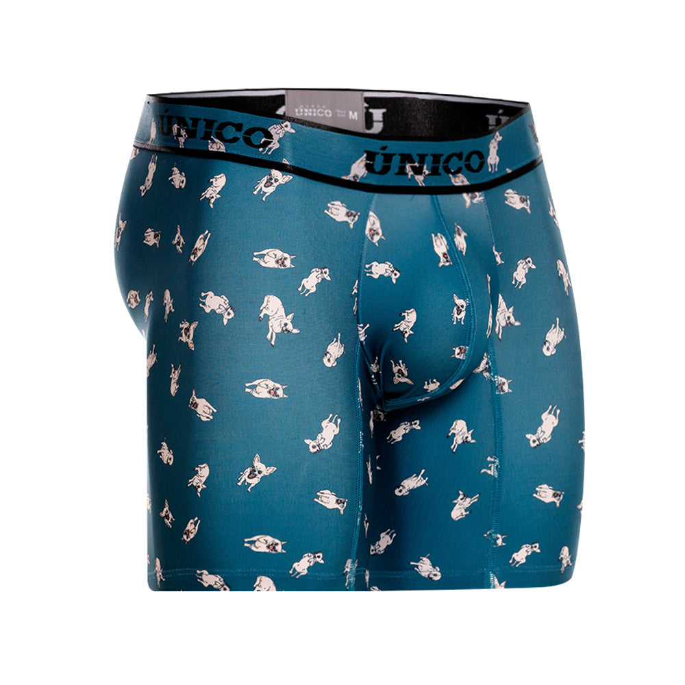 Boxer Unico Chihuahua